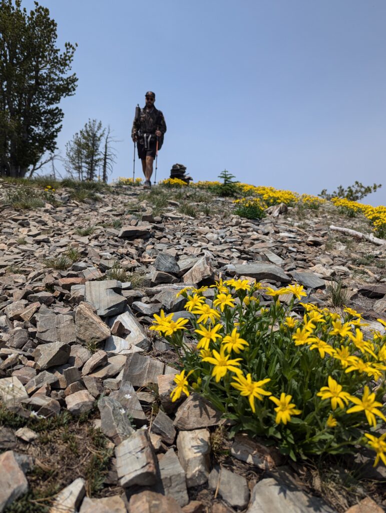 Noch mehr Wildblumen
