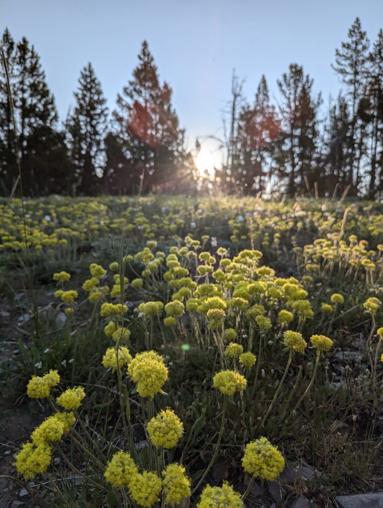 Wildblumen Galore