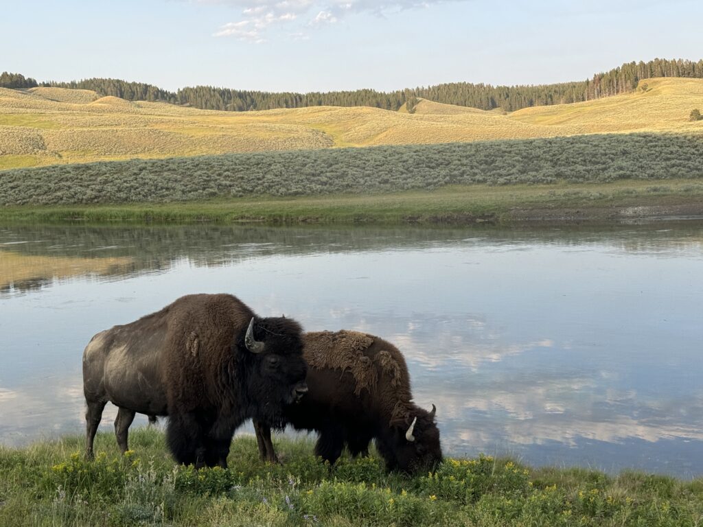 Bisons im Yellowstone National Park