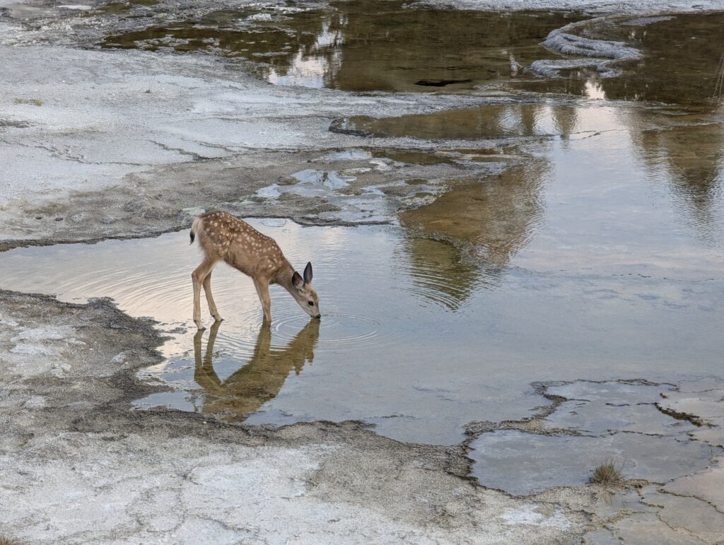 Rehkitz an den Mammoth Hot Springs