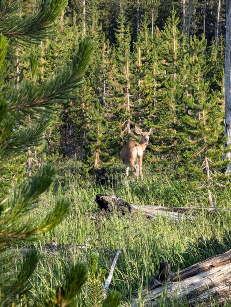Reh im Yellowstone National Park