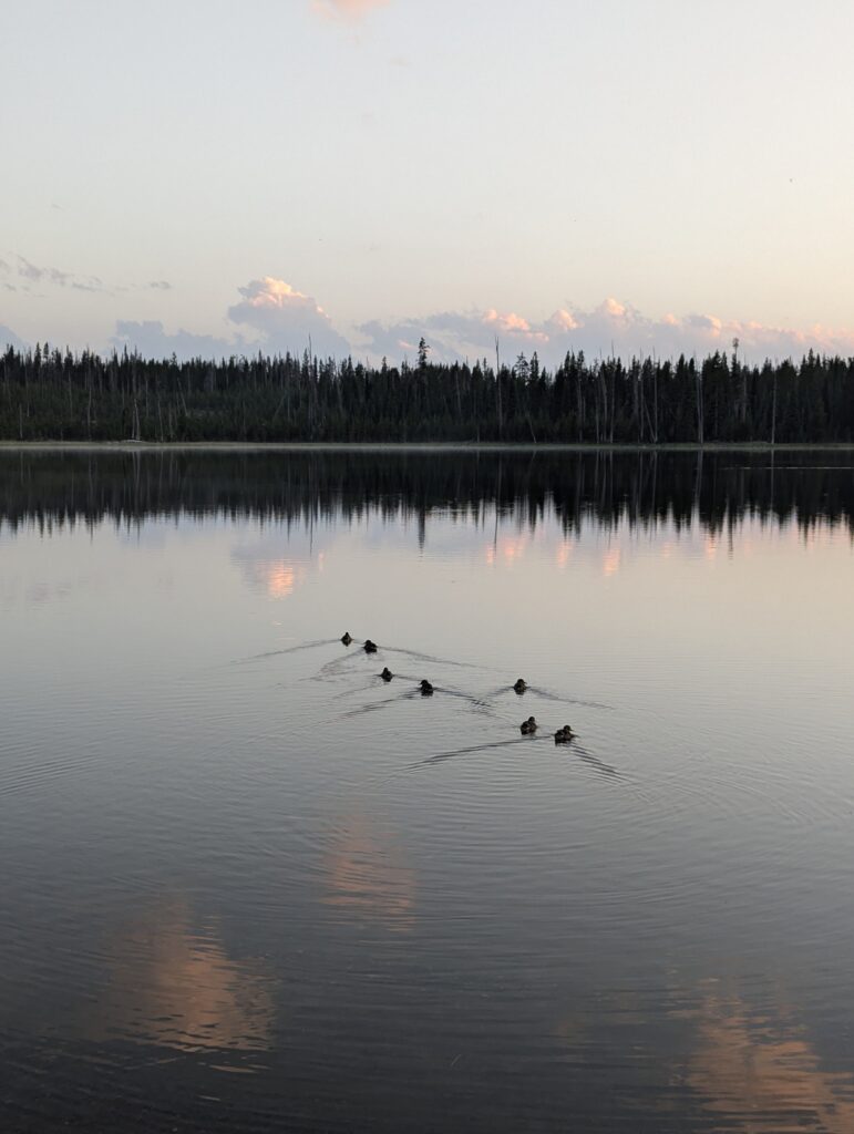 Summit Lake im Yellowstone National Park
