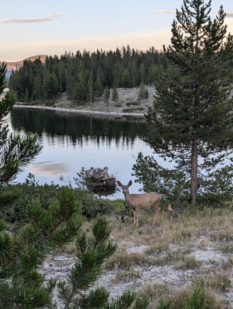 Reh am Heart Lake