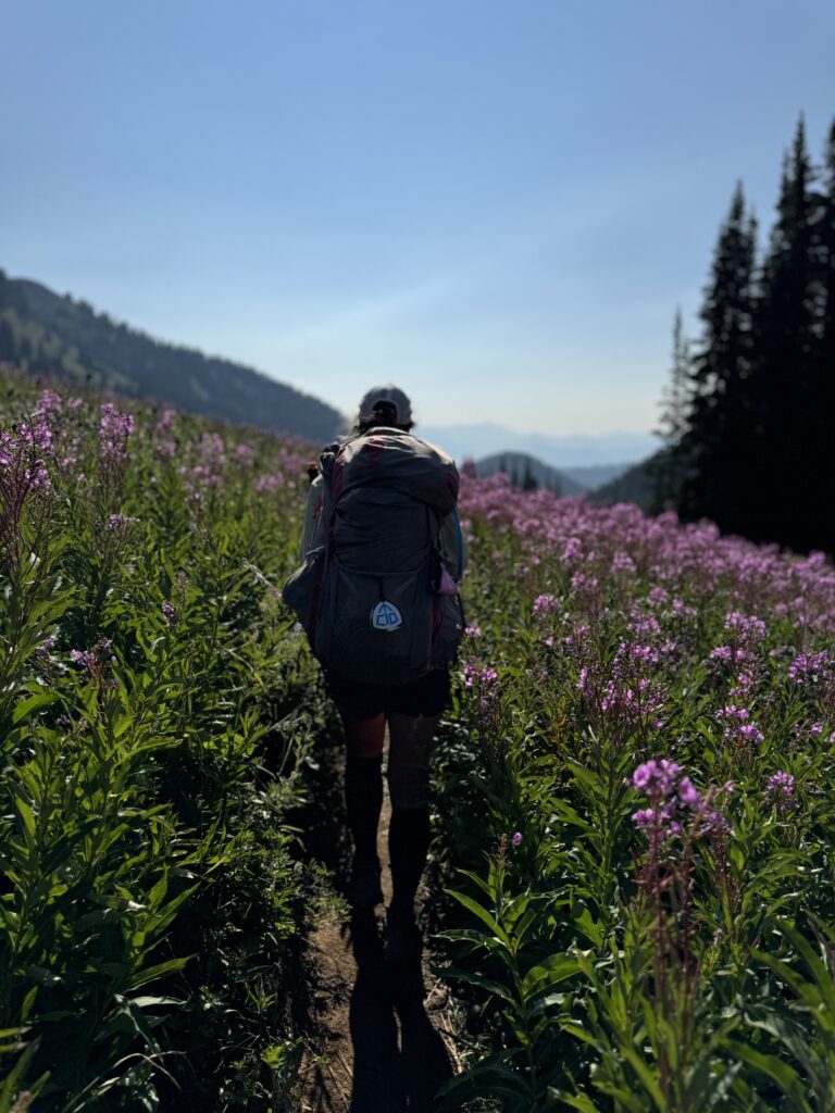 Fireweed-Felder begleiten uns