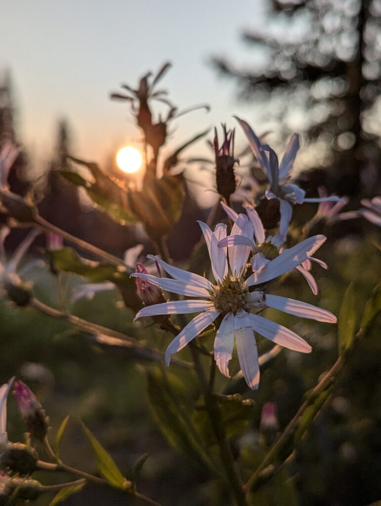 Sonnenuntergang im Grand Teton National Park