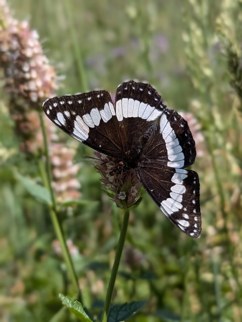 Schmetterling