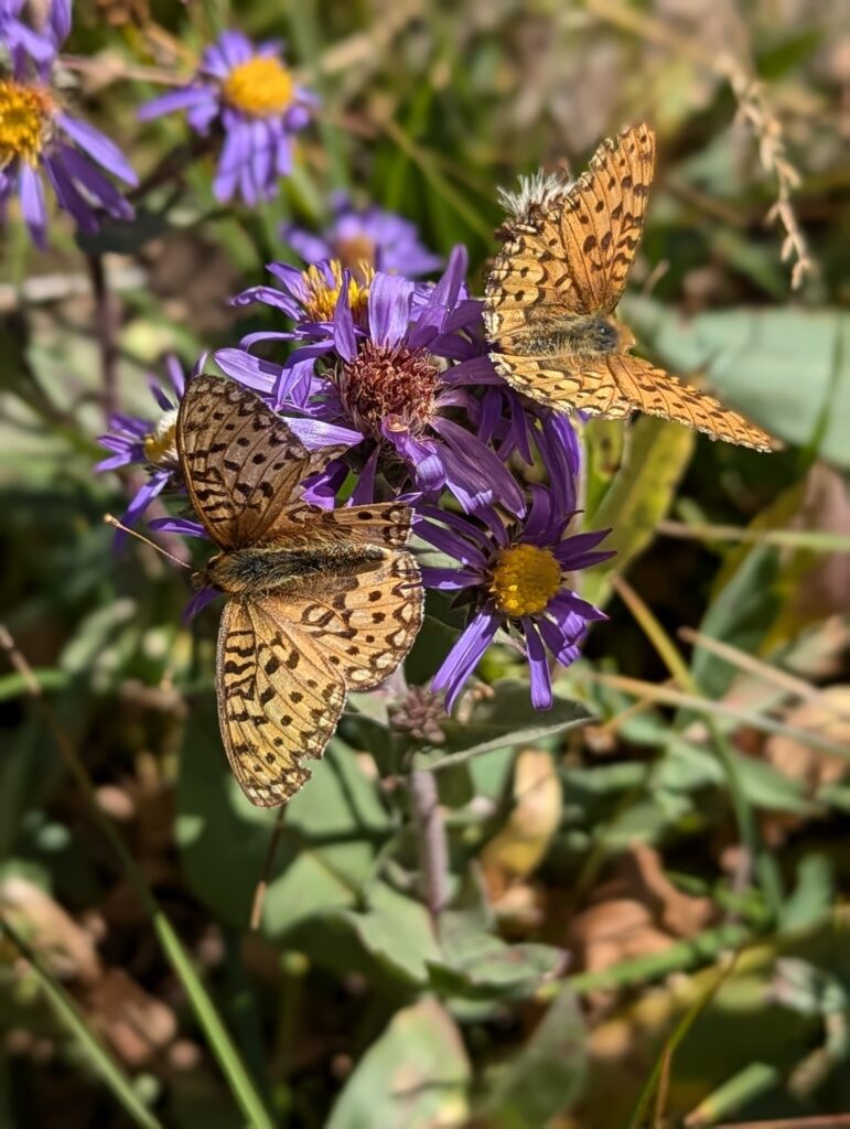 Schmetterlinge