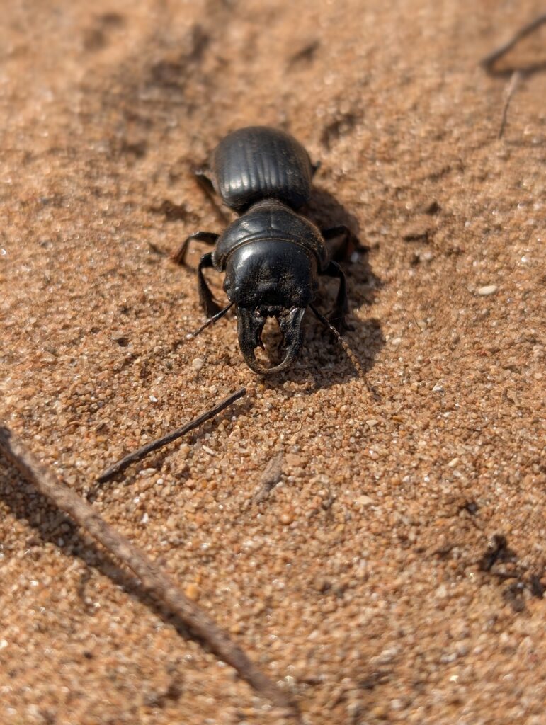 Hirschkäfer