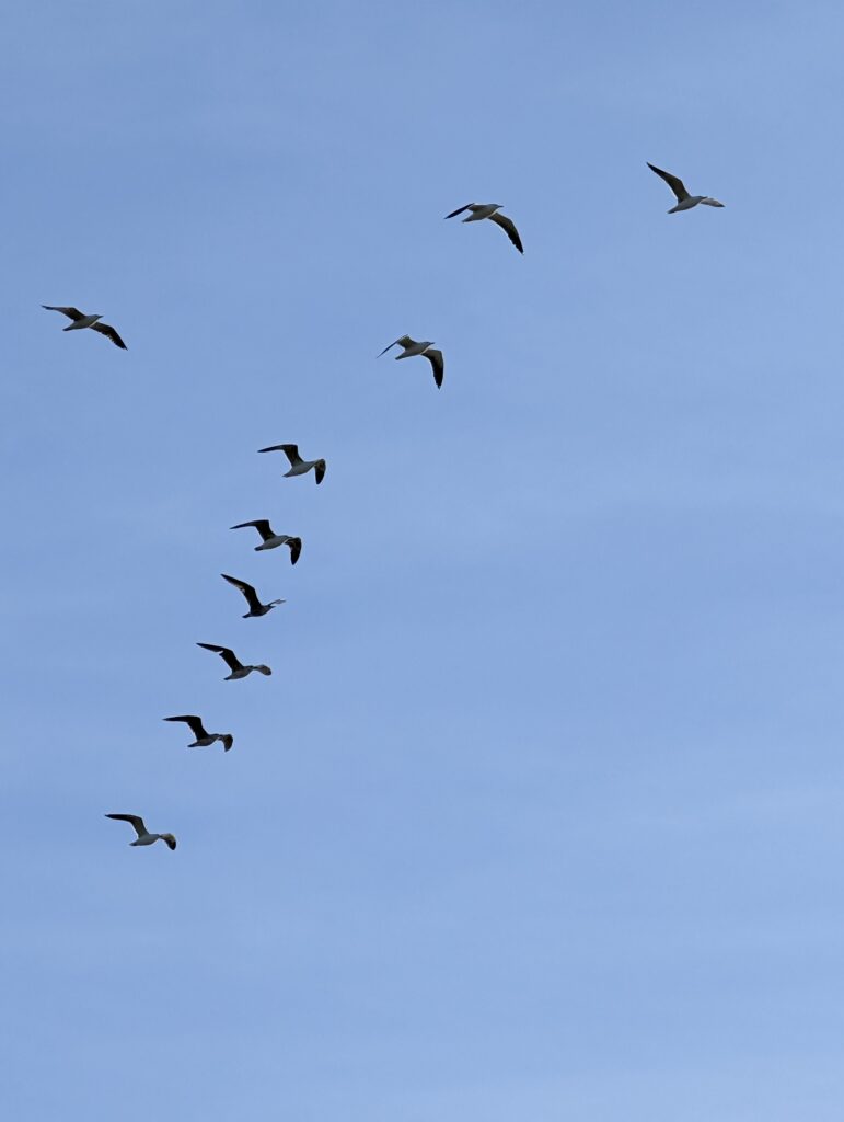 Möwen segeln über mich hinweg
