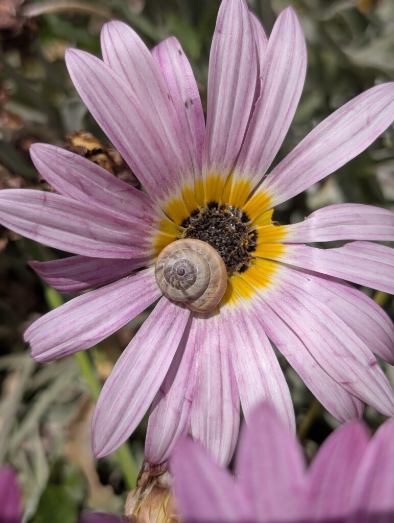 Details in Blüten