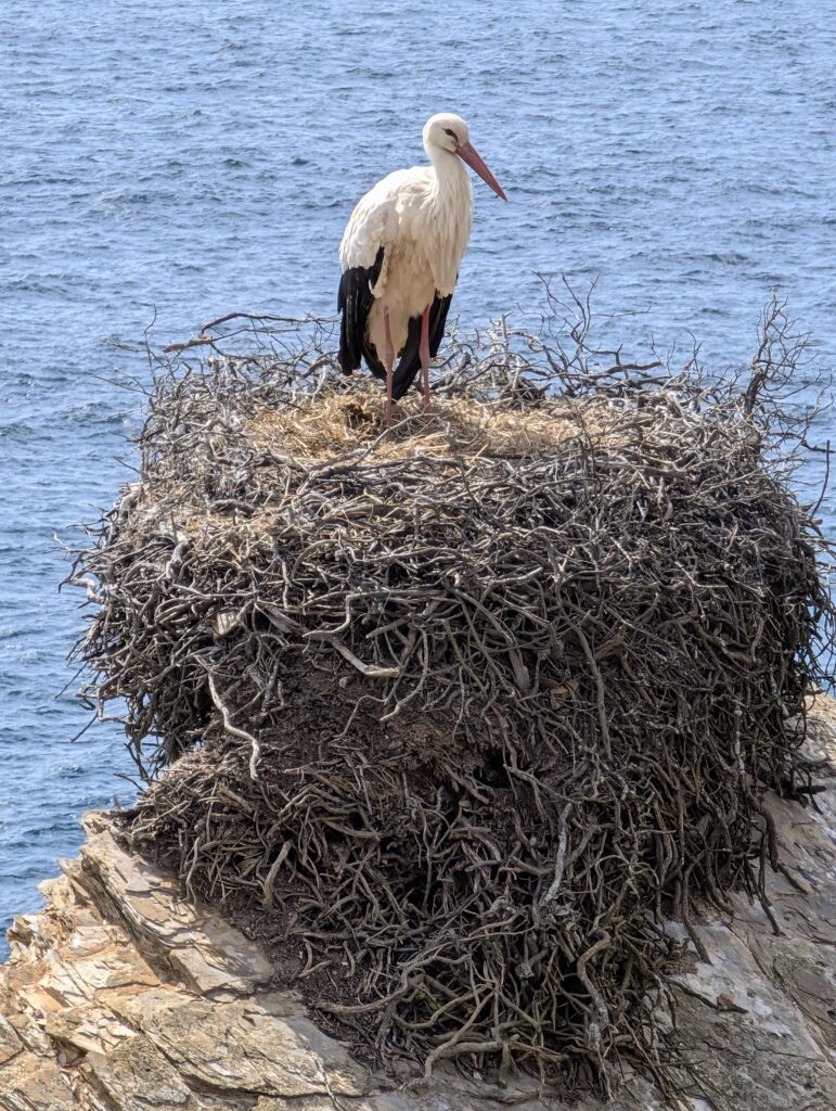 Storchennest