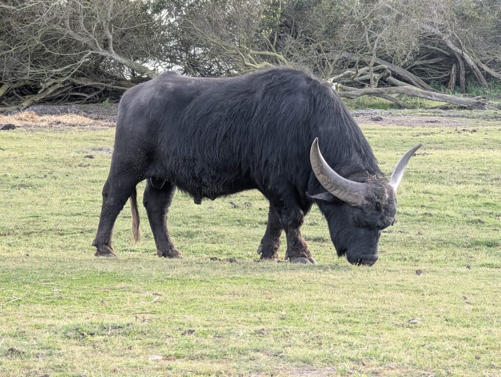 Ein Yak vor dem Campingplatz Monte Carvalhal da Rocha