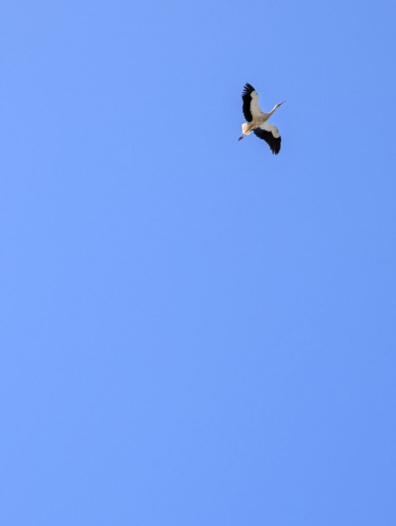 Storch im Flug