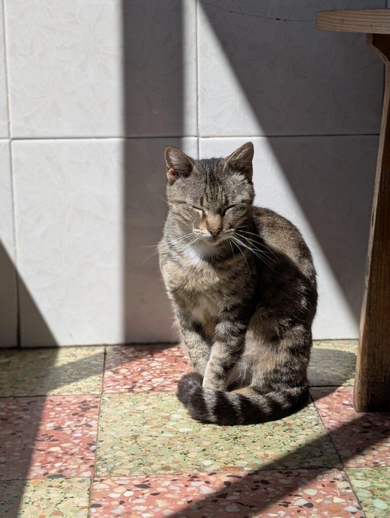 Katze im Café Palhinhas in Azenha do Mar