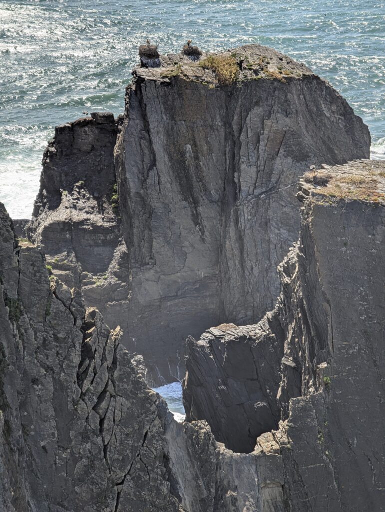Storchennester auf Klippen