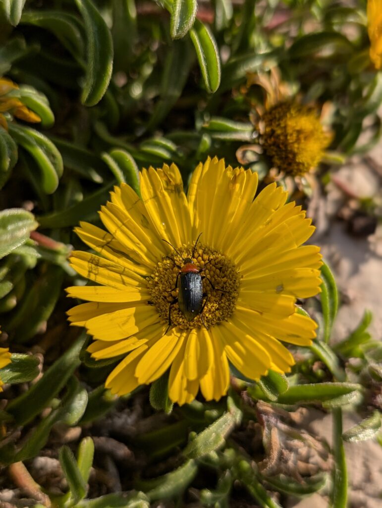 Blüte mit Käfer