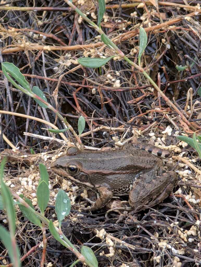 Hallo Herr Frosch!