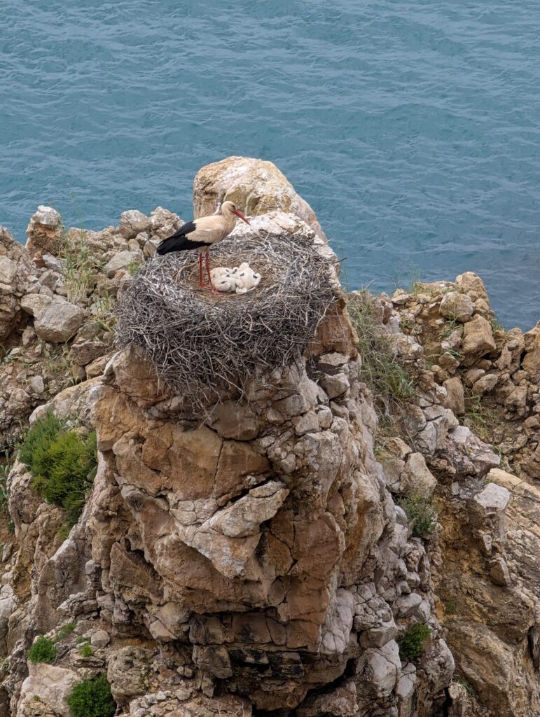 Storchennest