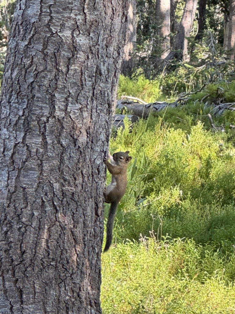 Eichhörnchen