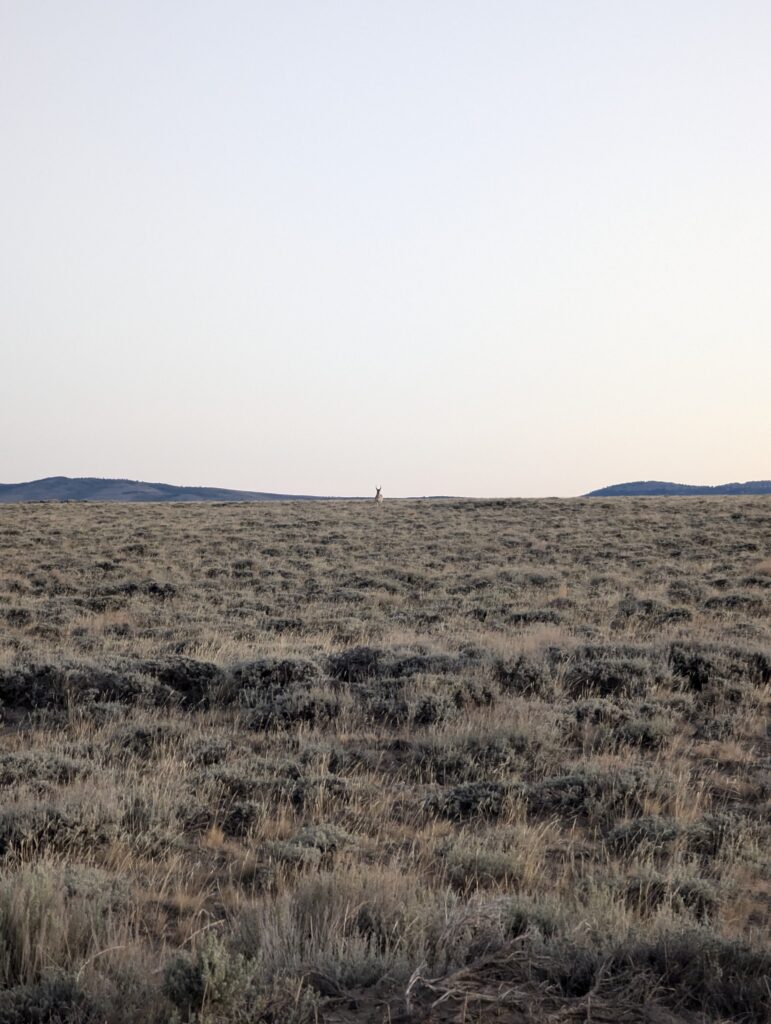 Pronghorn-Antilope