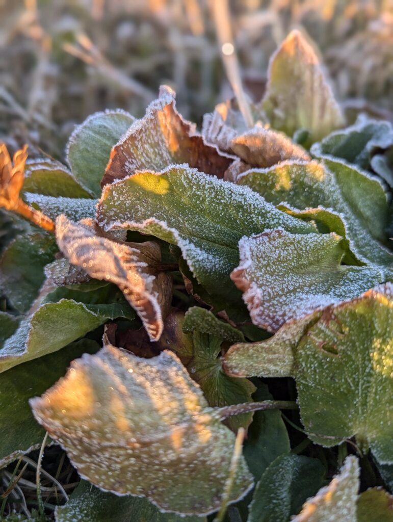 Morgendlicher Frost
