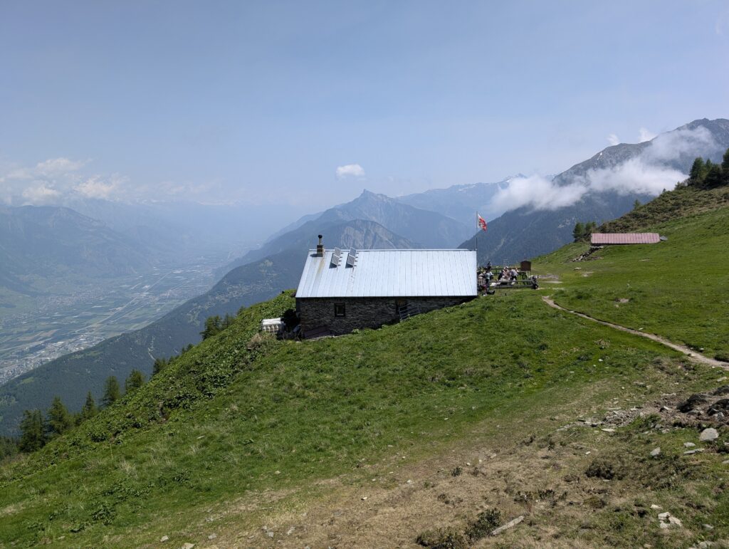 Alp Bovine