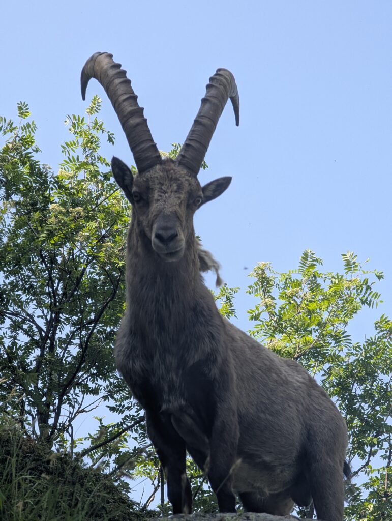 Steinbock