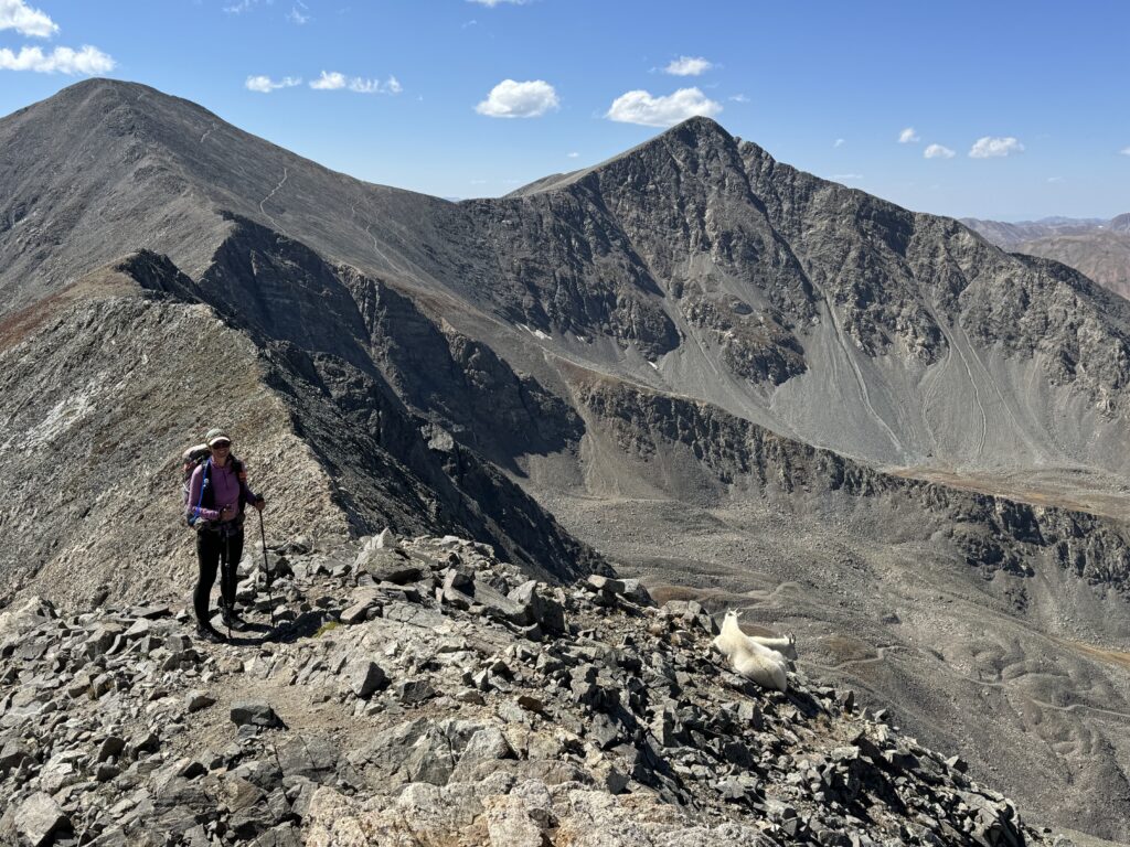 Bergziegenfamilie am Mount Edwards