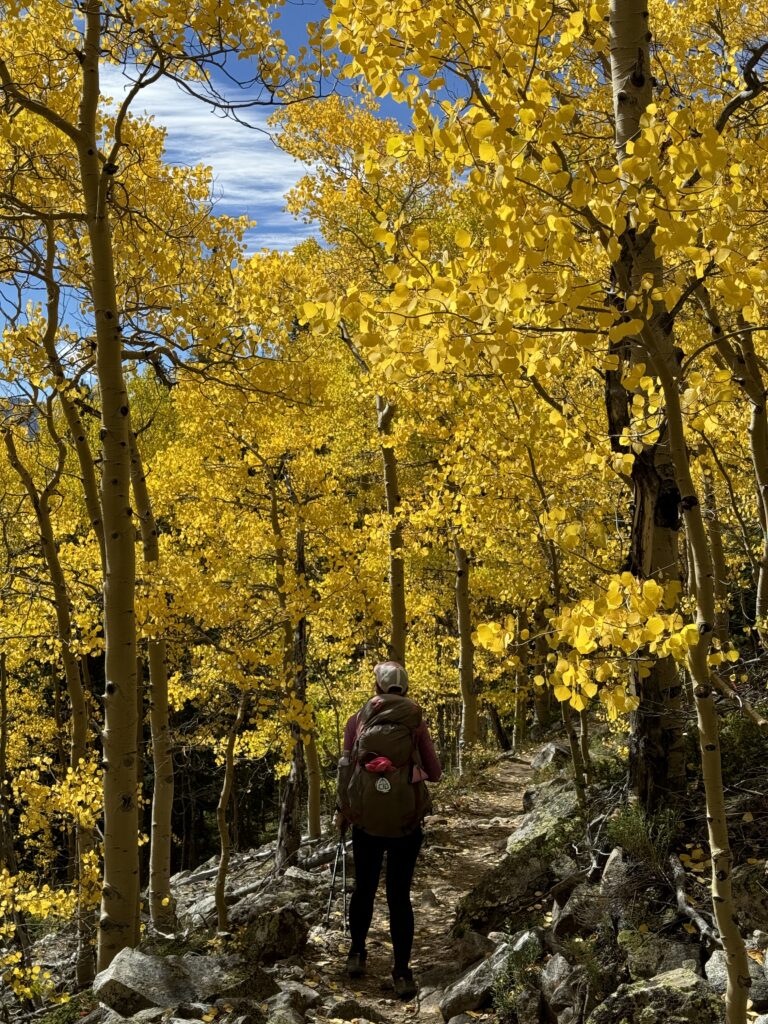 Goldene Espen in Colorado