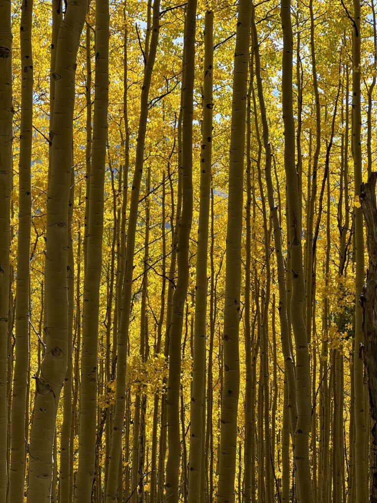 Goldene Espen in Colorado