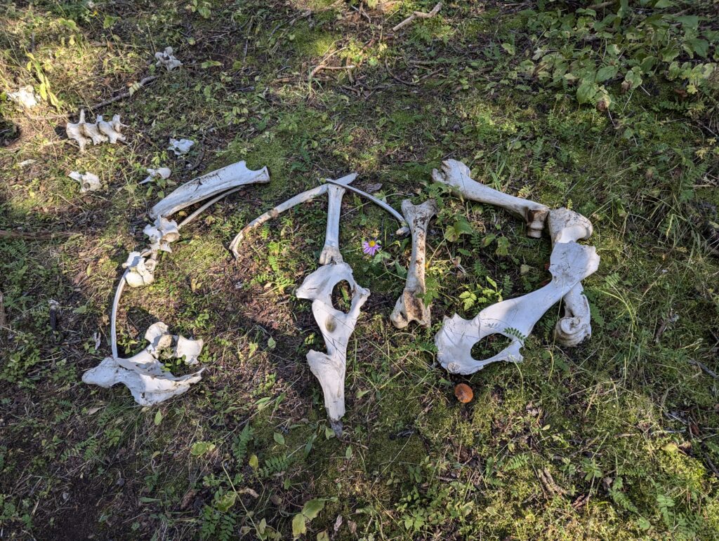 CDT Trailsign aus Knochen