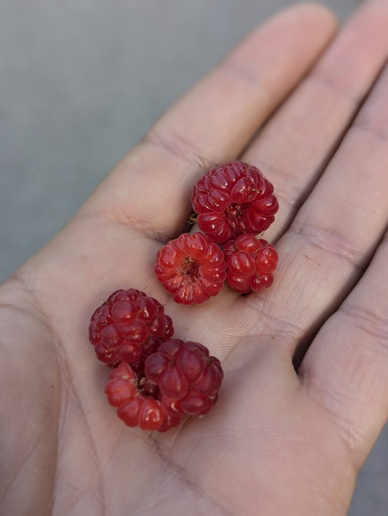 Köstliche Himbeeren wachsen am Wegesrand
