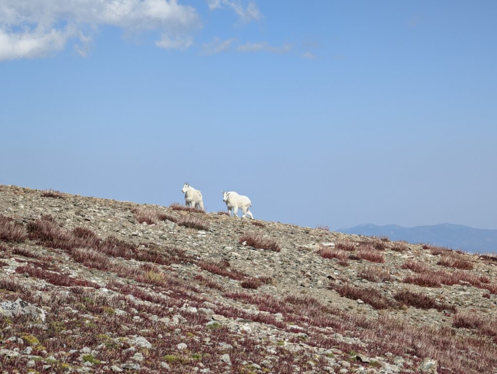 Bergziegen auf der Argentine Spine