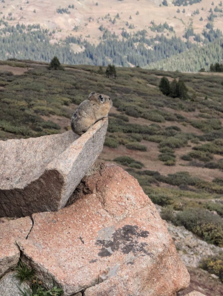 Pika auf einem Felsen