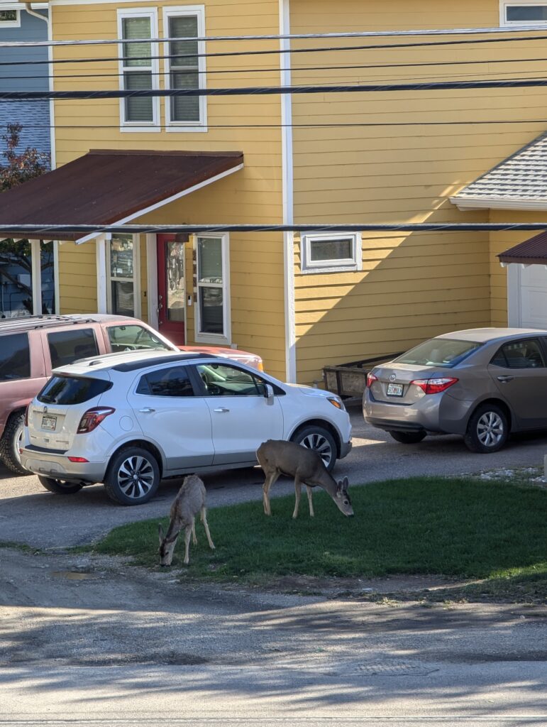 Rehe in Salida