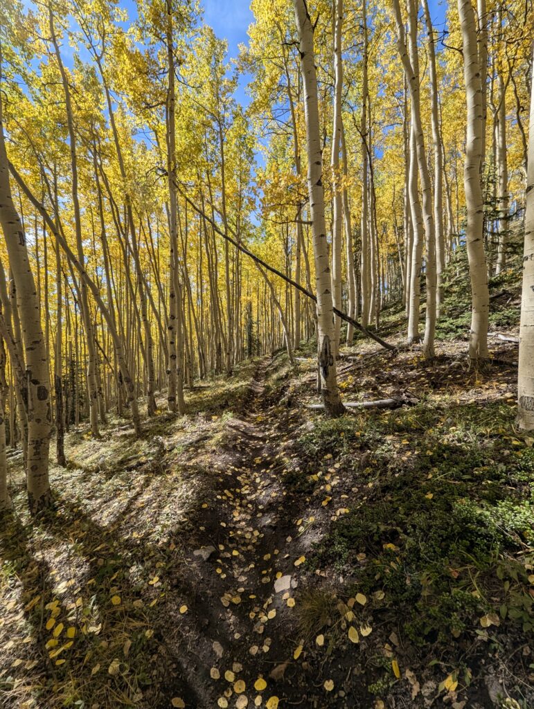 Goldene Espen in Colorado