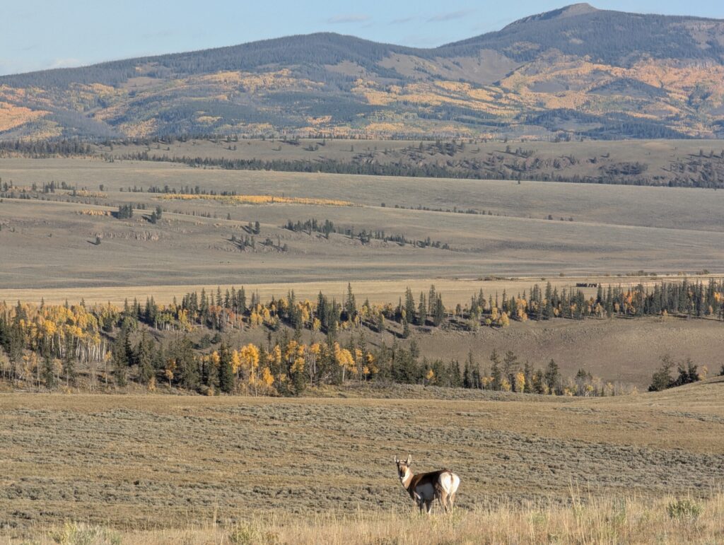 Pronghorn