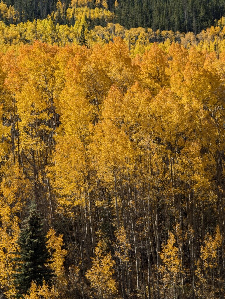 Goldene Espen