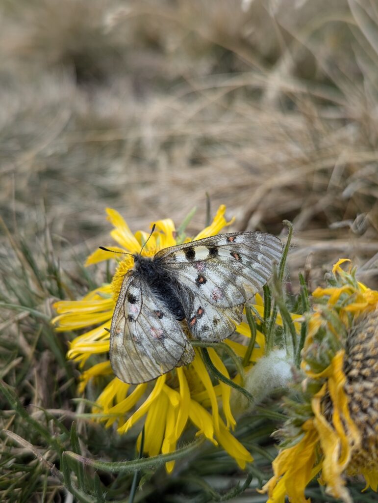 Schmetterling auf Blume