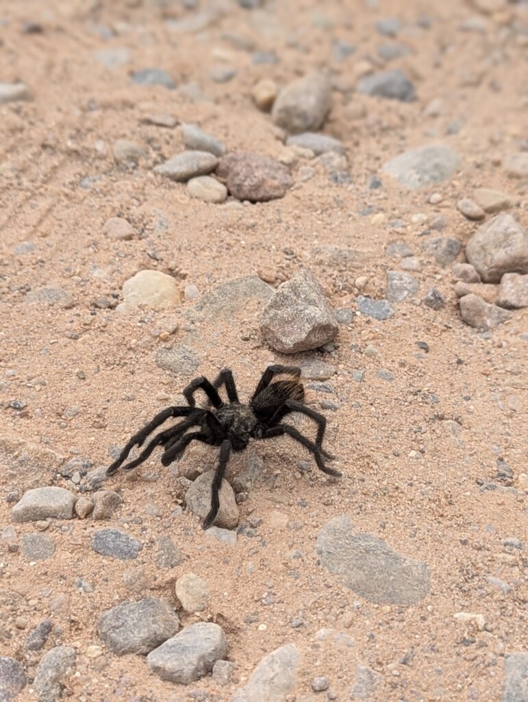 Tarantel in Ghost Ranch