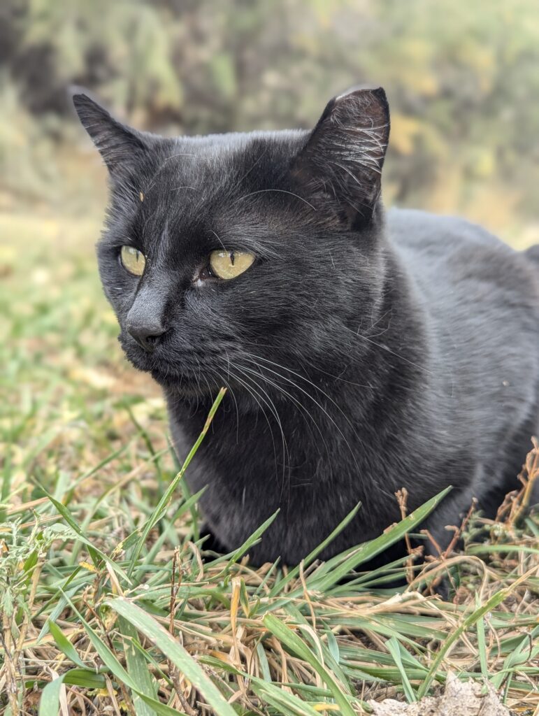 Die Ghost Ranch Katze