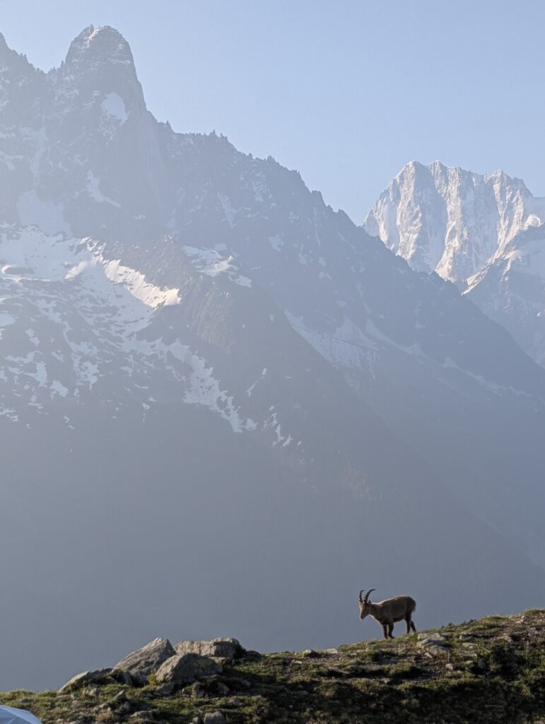 Steinbock am Morgen am Lac de Chésery