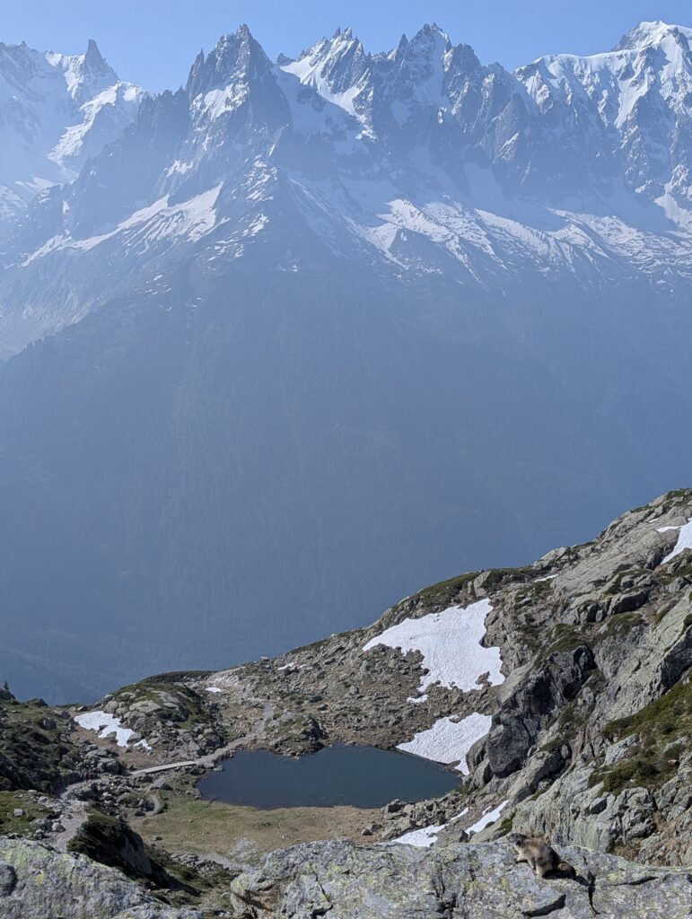 Murmeltier vor Alpenpanorama