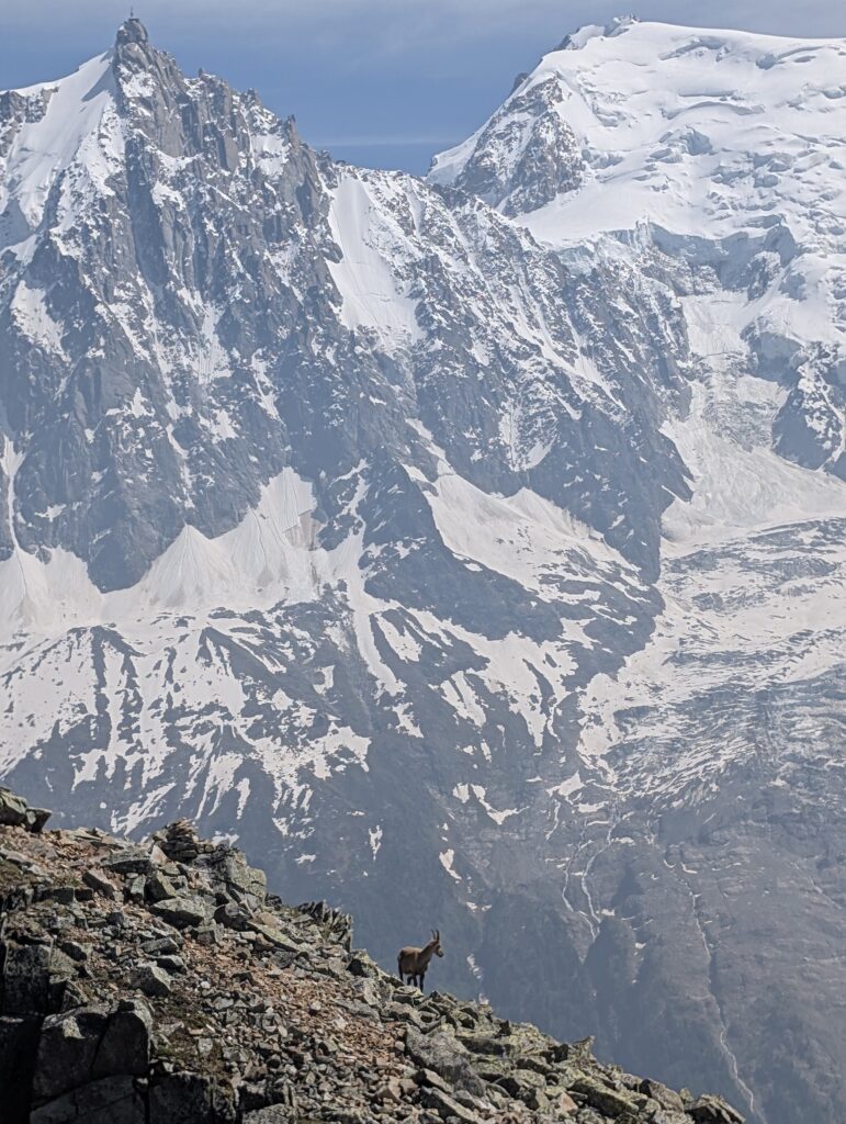 Steinbock vor Mont Blanc