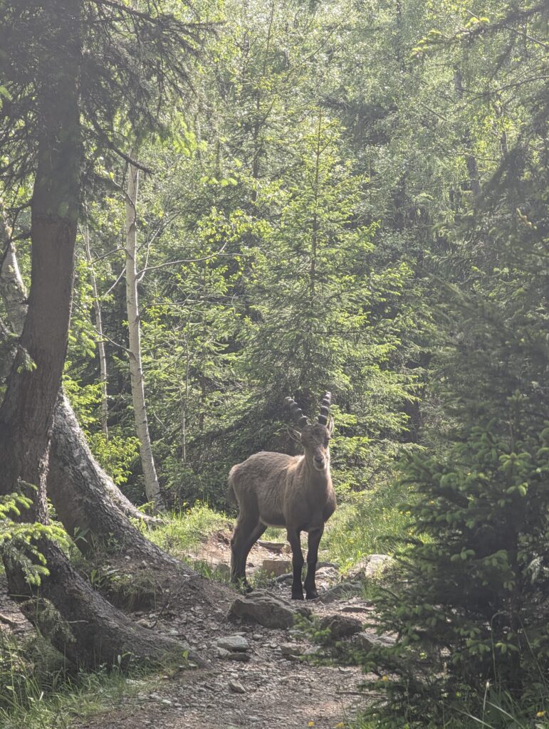 Steinbock im Wald