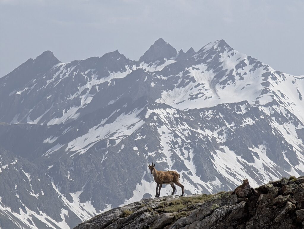 Gams am Tête Nord des Fours