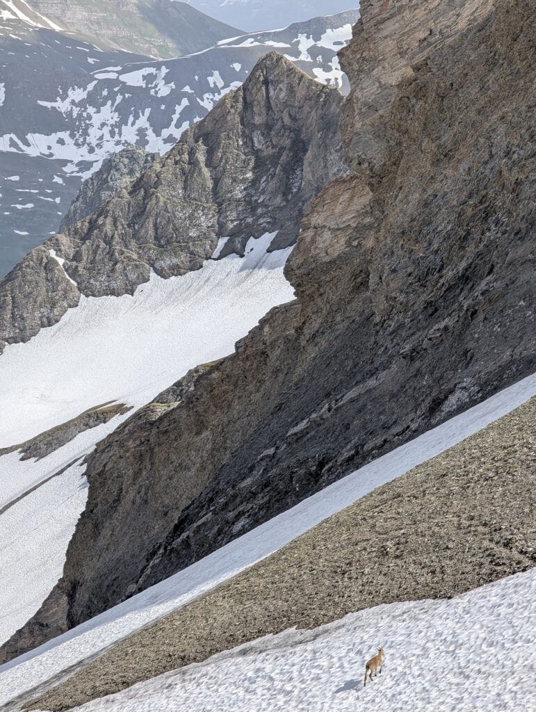 Gams am Col des Fours