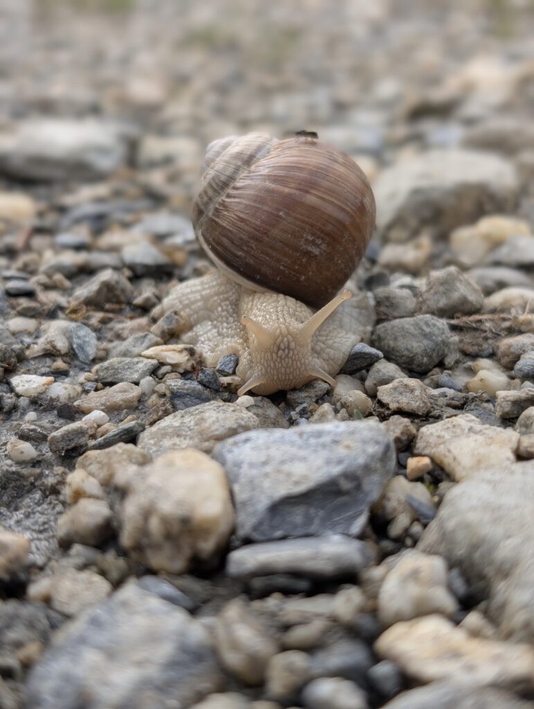 Schnecke