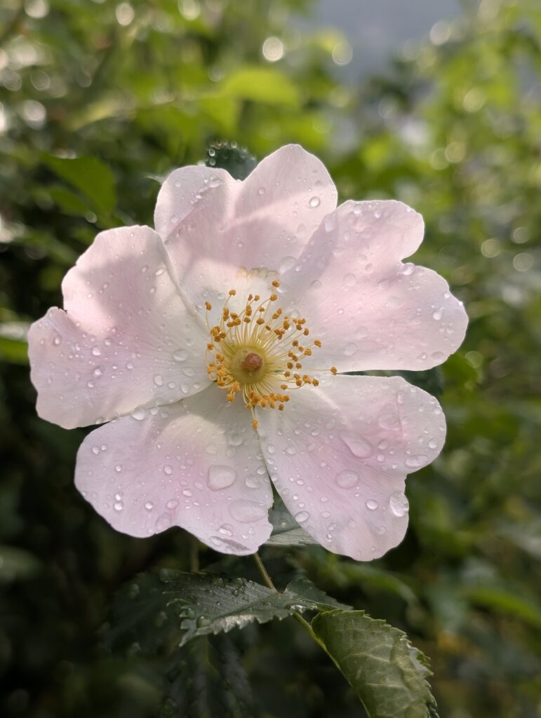 Vom Regen nasse Blume