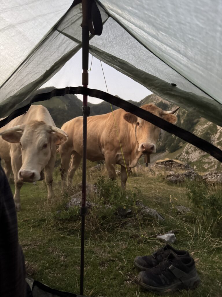 Kühe besuchen uns am Morgen